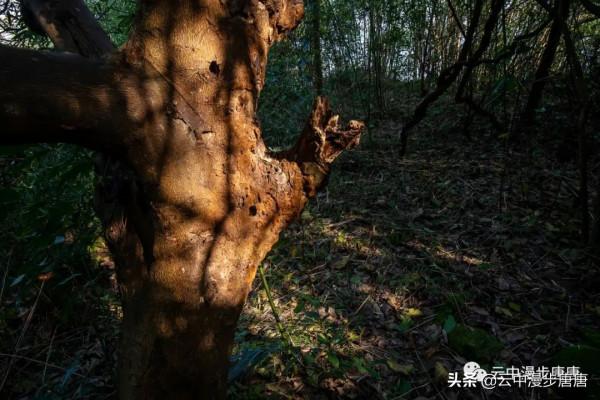 行走的風景——嶽池伏龍之二