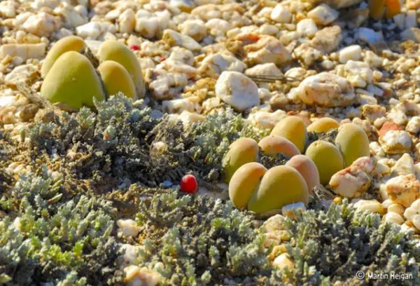 世界那麼大，多肉那麼美，我們一起去看看吧 | 南非多肉欣賞