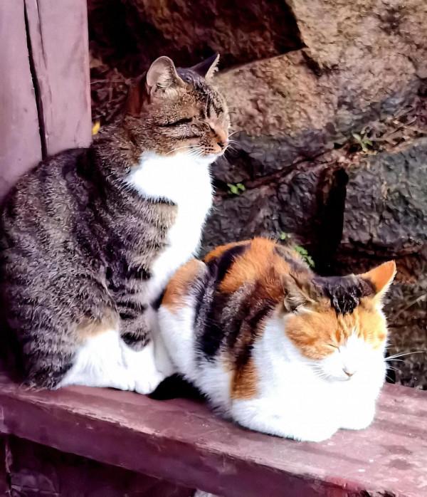 山中有倆貓