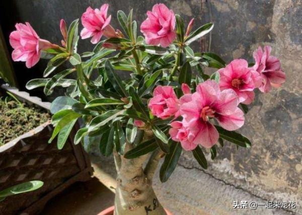 新手養沙漠玫瑰，牢記掌握2個技巧，枝繁葉茂養成小老樁