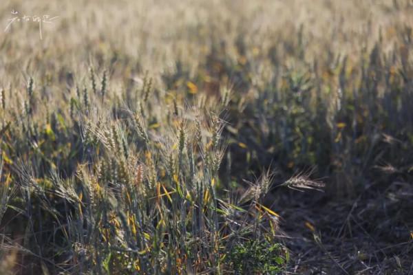 絕美卻鮮為人知！離新疆烏魯木齊200多公里處，藏著一處天山麥海