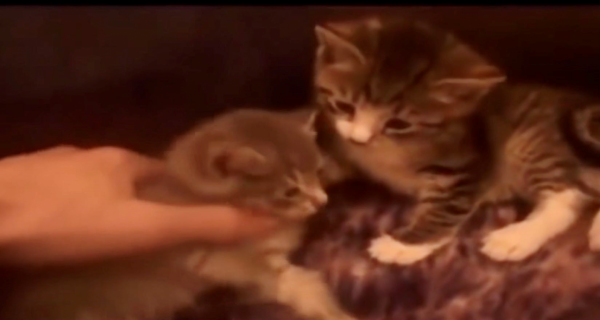 一段虐貓影片牽扯出一件謀殺案,2012年中國留學生加拿大被害始末 一段虐貓影片牽扯出一件謀殺案,2012年中國留學生加拿大被害始末