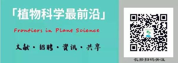 中國農業科學院研究發現作物株型調控的保守機制