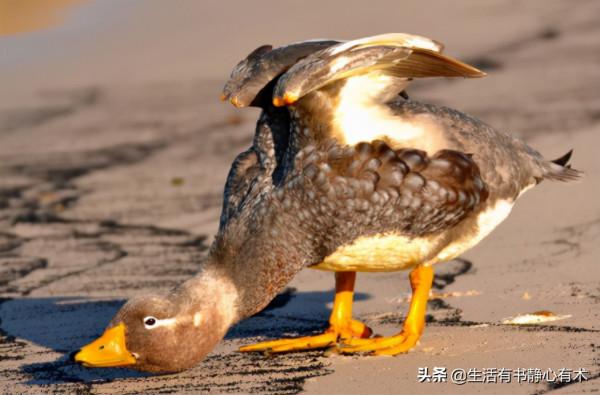 漲知識，六種不會飛行的鳥