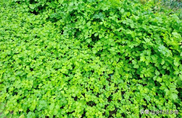 老大爺分享種植香菜經驗,出苗齊還不抽薹,產量也是真高 老大爺分享種植香菜經驗,出苗齊還不抽薹,產量也是真高