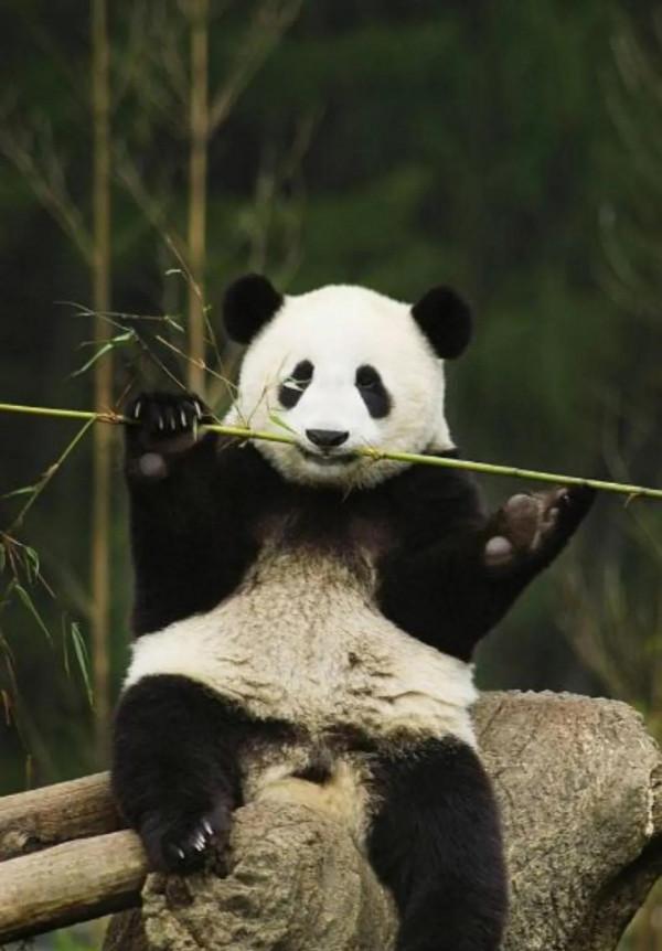 圖片分享—呆萌可愛大熊貓
