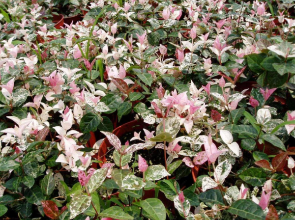 抓住這4點要求，花葉絡石春秋時節粉嘟嘟，冬日紅彤彤，美極了