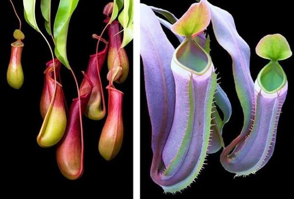 食蟲植物好養嗎？