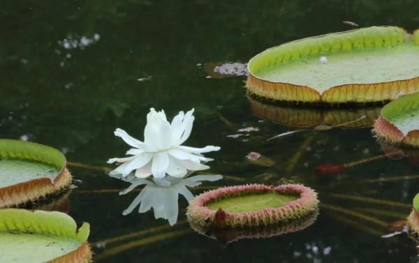 分享圖片，猶如曇花一現的王蓮開花，各種顏色，各種姿態大全