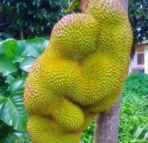 它們活成了我們想要的樣子