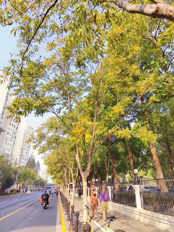 新一波地圖來了~除了北美紅楓和銀杏，普陀還有什麼好看？