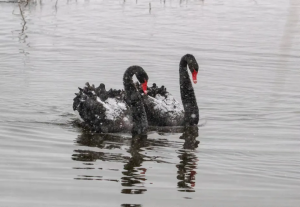 黑天鵝雪中戲水公園，情人節撒狗糧
