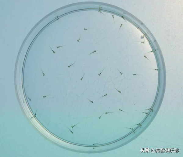 集體行為怎樣促進生態系統的穩定性與多樣性? 集體行為怎樣促進生態系統的穩定性與多樣性?