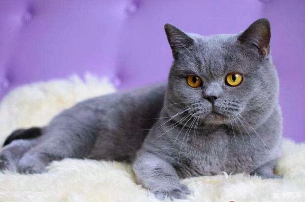 八種 常見的貓咪品種及市場價,哪種比較好養呢?你喜歡哪個? 八種 常見的貓咪品種及市場價,哪種比較好養呢?你喜歡哪個?