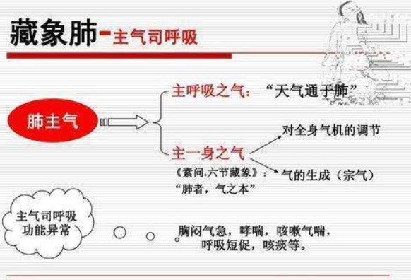 肺的功能與作用，你的肺功能還好嗎？中醫養肺更有效