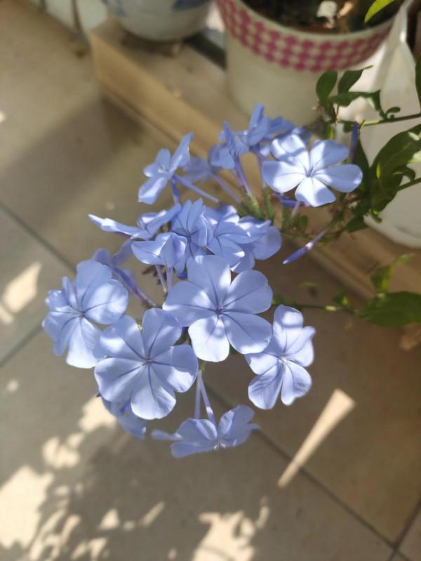 冬天也不休息的藍雪花