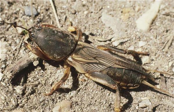 農村常見的螻蛄，被人們稱為“土狗子”，網友想知道它能吃嗎？