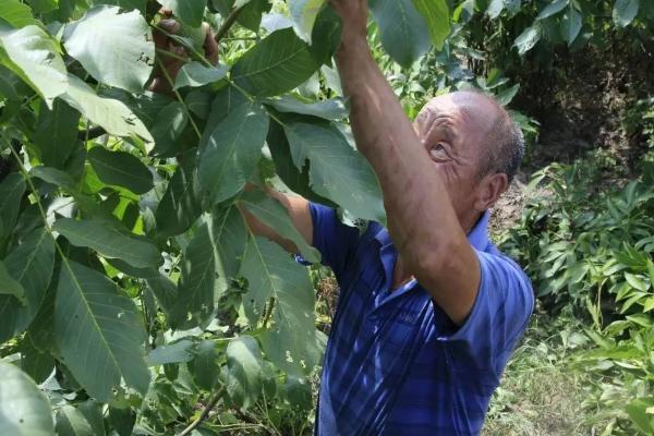 廣東女婿修繕民國老宅，發現2個不結果的樹，嫁接後年產值破8億