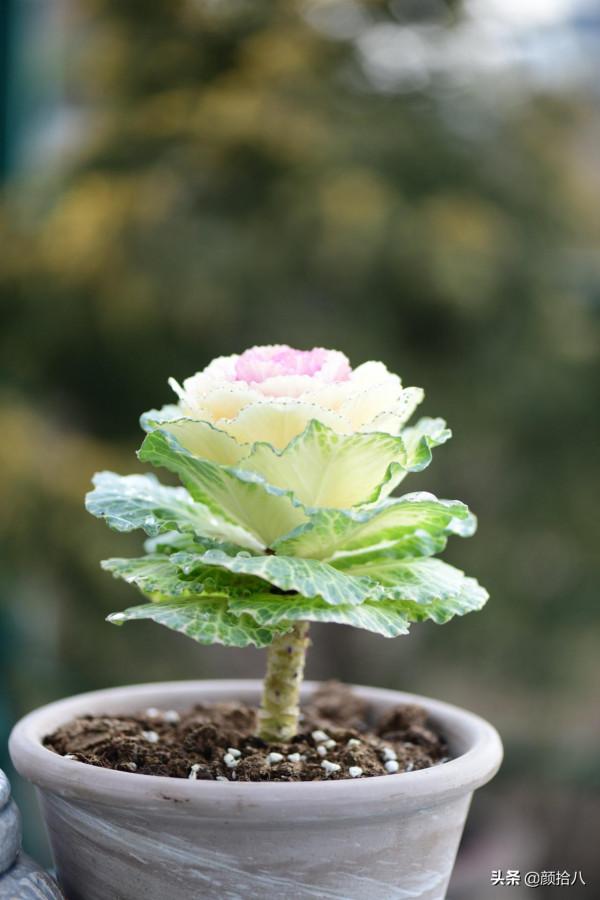 萬物起始，立春暖陽下，等待花園甦醒 &vert; 園丁