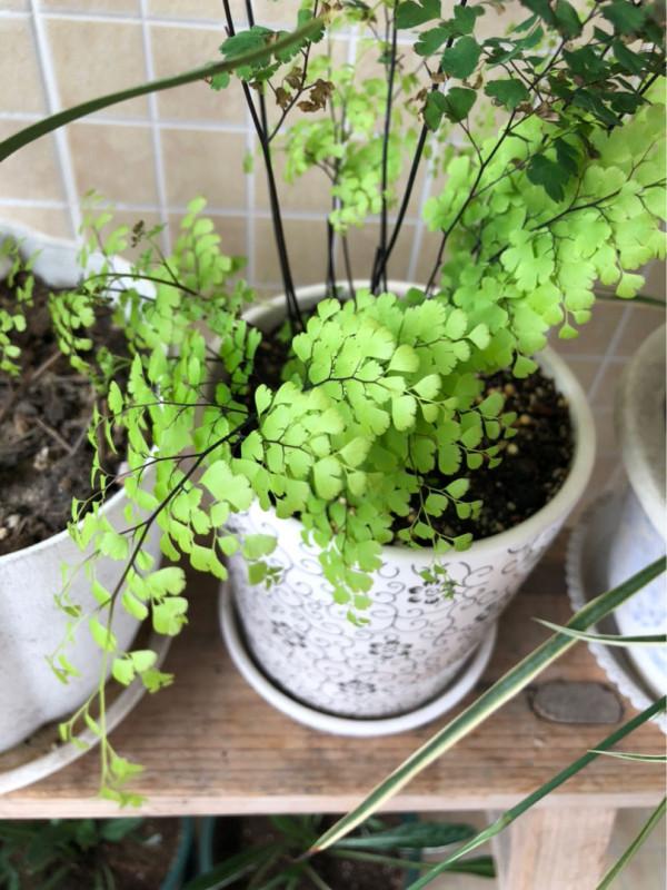 人養花花養人的4種花,養在臥室助睡眠,晚上睡得香 人養花花養人的4種花,養在臥室助睡眠,晚上睡得香