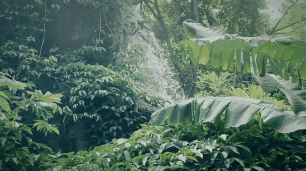 體重6斤多眼睛直徑2.5釐米，世上最大的蛙，蝌蚪跟鵝蛋差不多大