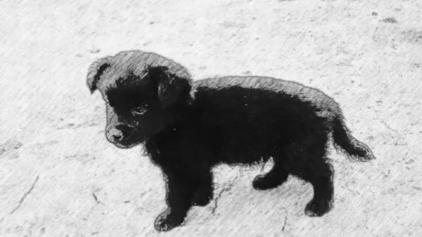 小時候養的第一條狗(5)