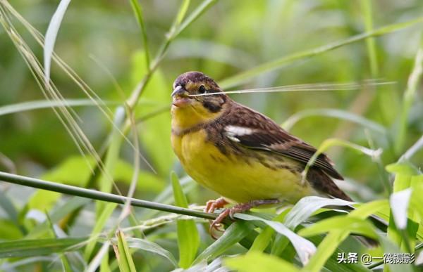 湖邊，這隻黃胸鵐正吃著野生稻種子