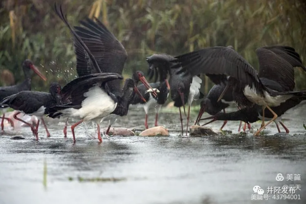 美日一景&CenterDot;井陘美 &vert; 井陘&OpenCurlyDoubleQuote;貴賓&rdquo;！