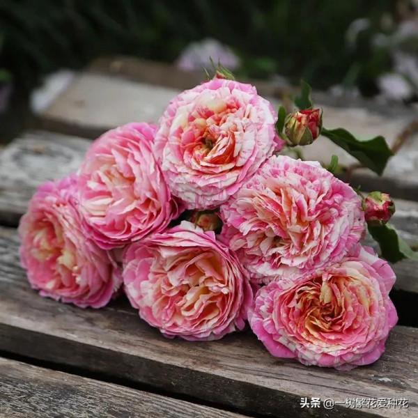 廣東三寶&mdash;&mdash;莫奈，條紋系美花，耐曬耐熱對天熱地區友好的月季