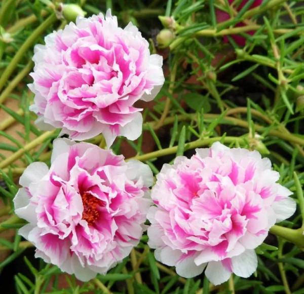 太陽花裡的翹楚一一鬆葉牡丹