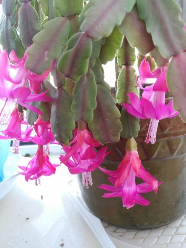 １５種既漂亮又好打理的花