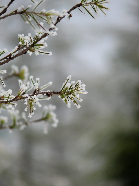 散文:落雪隨喜,人生隨想 散文:落雪隨喜,人生隨想