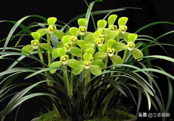 11種&OpenCurlyDoubleQuote;旺宅花&rdquo;愛喝醋，半月1小杯，葉漂亮花開不停