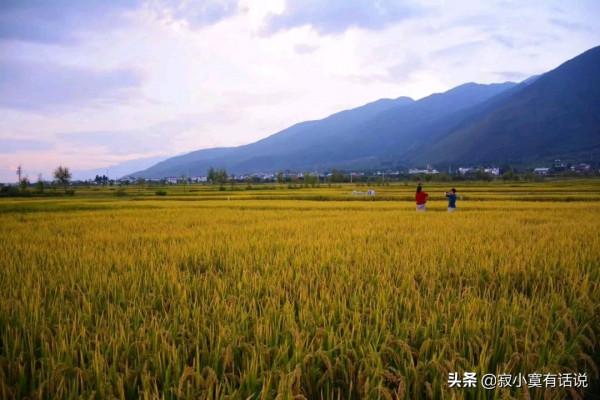 一個農村孩子的秋收回憶