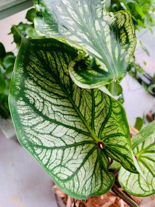 養花要參考的“五大維度”,養花大師都表示贊同,值得收藏 養花要參考的“五大維度”,養花大師都表示贊同,值得收藏