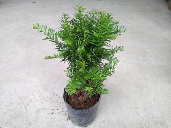 家庭盆栽紅豆杉，多小心這5個細節，紅果綠葉喜慶又別緻