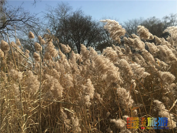 唯美浪漫！京城這個公園的水杉還紅著，錯過等明年~【送年票】