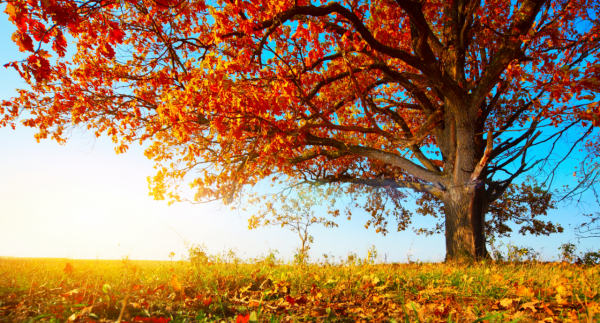 秋季養生，重在食療，首推這7種食物，比吃藥強多了