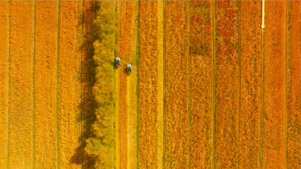 大美秋天！每一張都是桌布