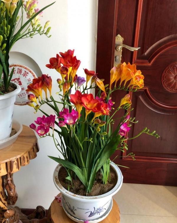 適合立冬後養的“9種花”,喜歡溫涼愛開花,有的花美,有的花香 適合立冬後養的“9種花”,喜歡溫涼愛開花,有的花美,有的花香