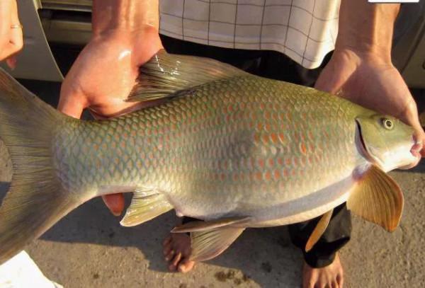 難纏的麥鯪：入珠江30年終成“扛把子”，如今又開始外侵？