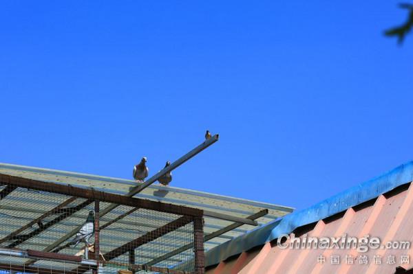 幼鴿專職保姆員