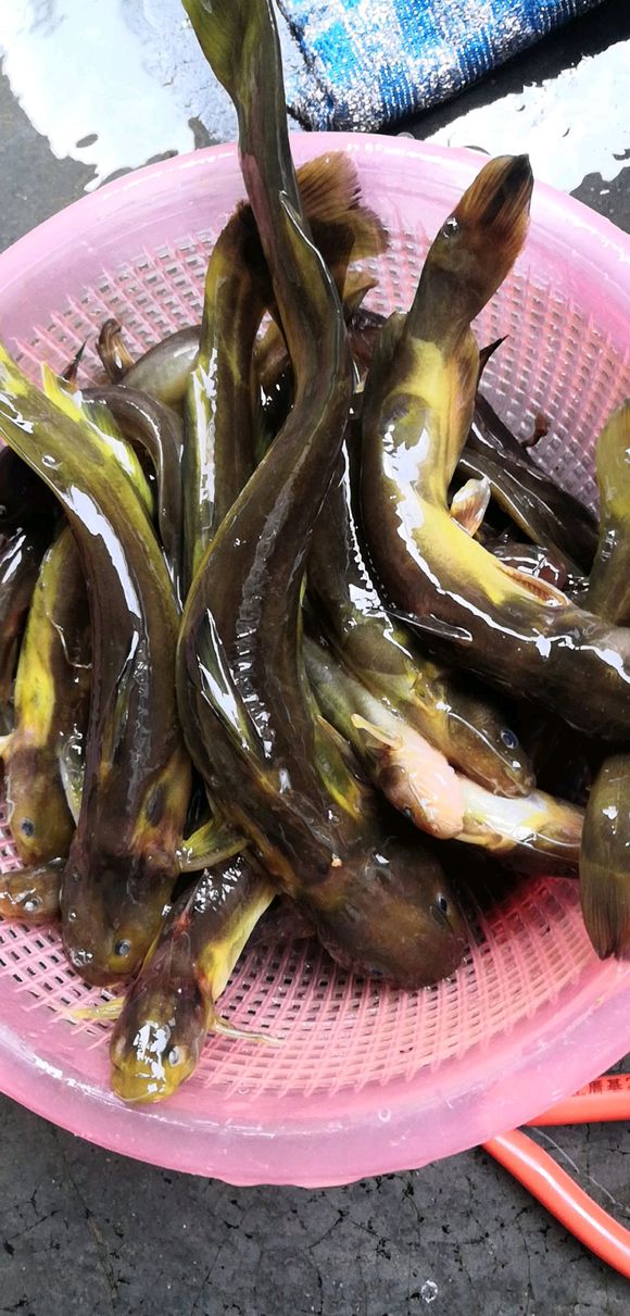 秋季釣黃骨魚攻略,連竿並不難,窩料餌料很好找 秋季釣黃骨魚攻略,連竿並不難,窩料餌料很好找