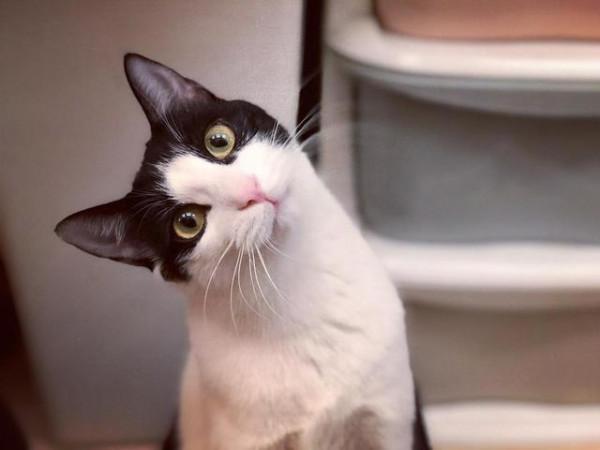 竟然有人說田園貓“土”,這些常見的田園貓,請告訴我哪裡土? 竟然有人說田園貓“土”,這些常見的田園貓,請告訴我哪裡土?