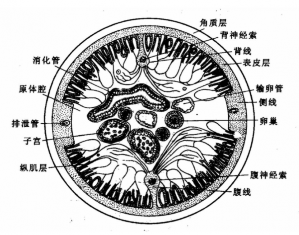 ​幾十年前男女老少體內，幾乎都長蛟蛕，為何現今很少聽說了？