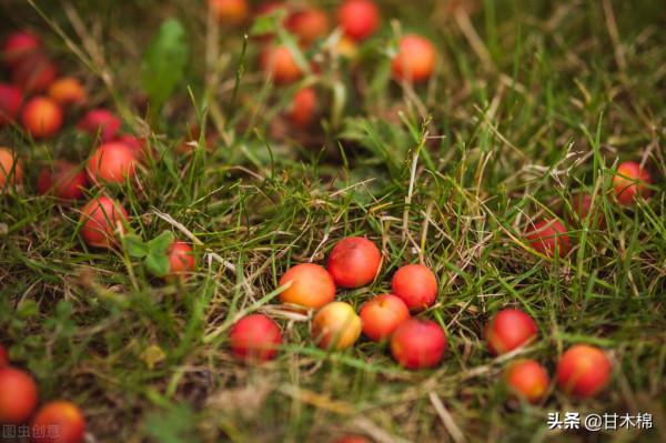 帶你回味童年吃過的46種野果子，記憶中的味道你還記得嗎？