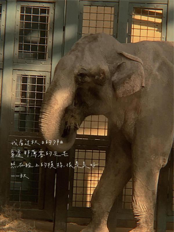 它們其實比你想象的更聰明