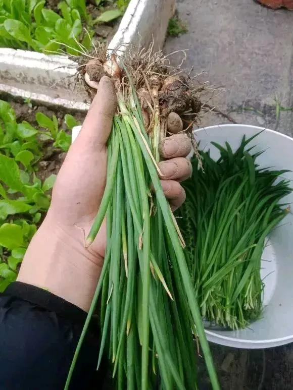 種青菜根,吃完不要扔,插進花盆,澆澆水,20天長成“小菜園” 種青菜根,吃完不要扔,插進花盆,澆澆水,20天長成“小菜園”