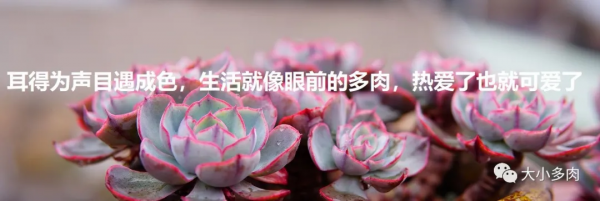 因為多肉，貓眼盆多了生命的光彩；因為盆，多肉有了藝術的韻味