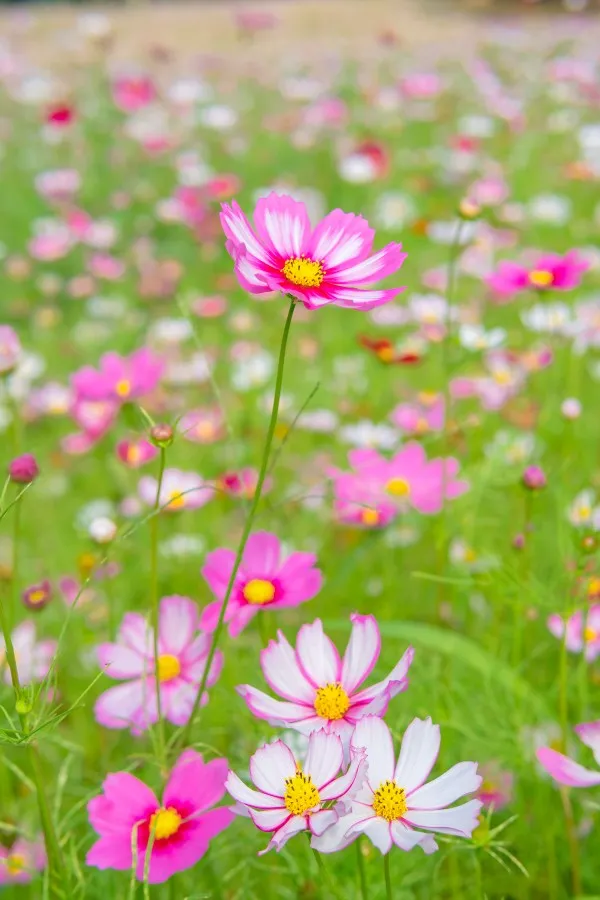 讓花園充滿浪漫色彩的粉色開花植物，滿足你的少女心